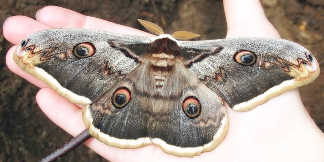 Олег Полумордвинов рассказал о гигантских бабочках размром с летучую мышь