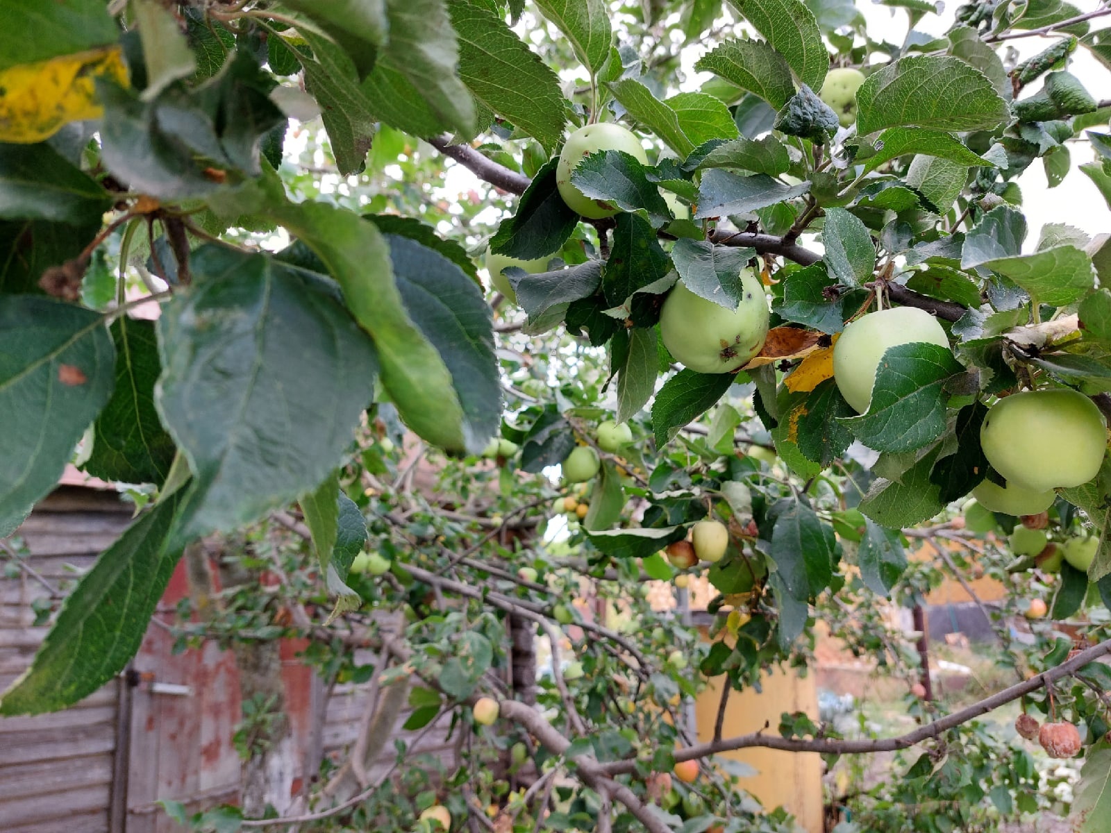 Какие новые сады появятся в Пензенской области