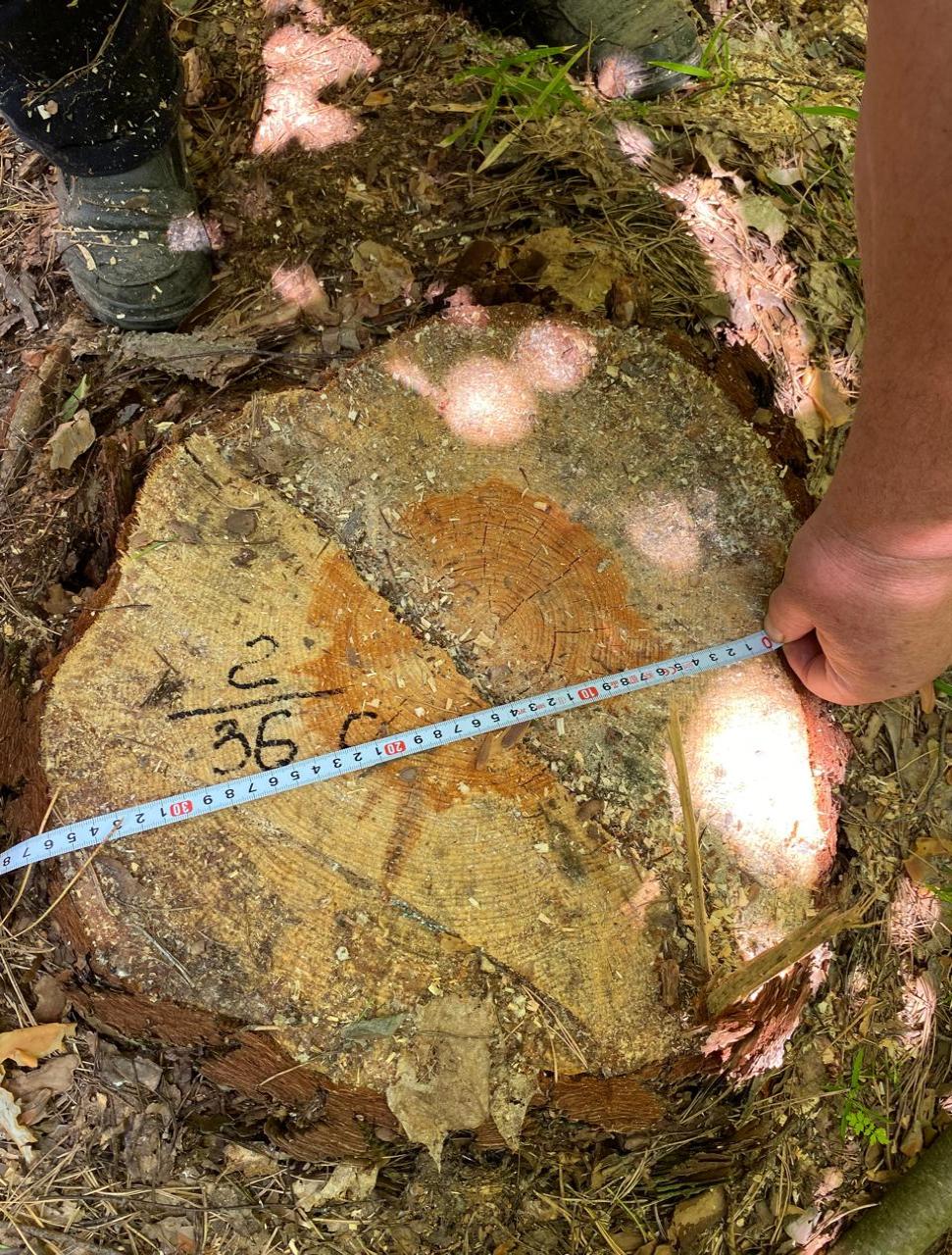 В Городищенском районе на 630 тысяч рублей уничтожили дубы и сосны