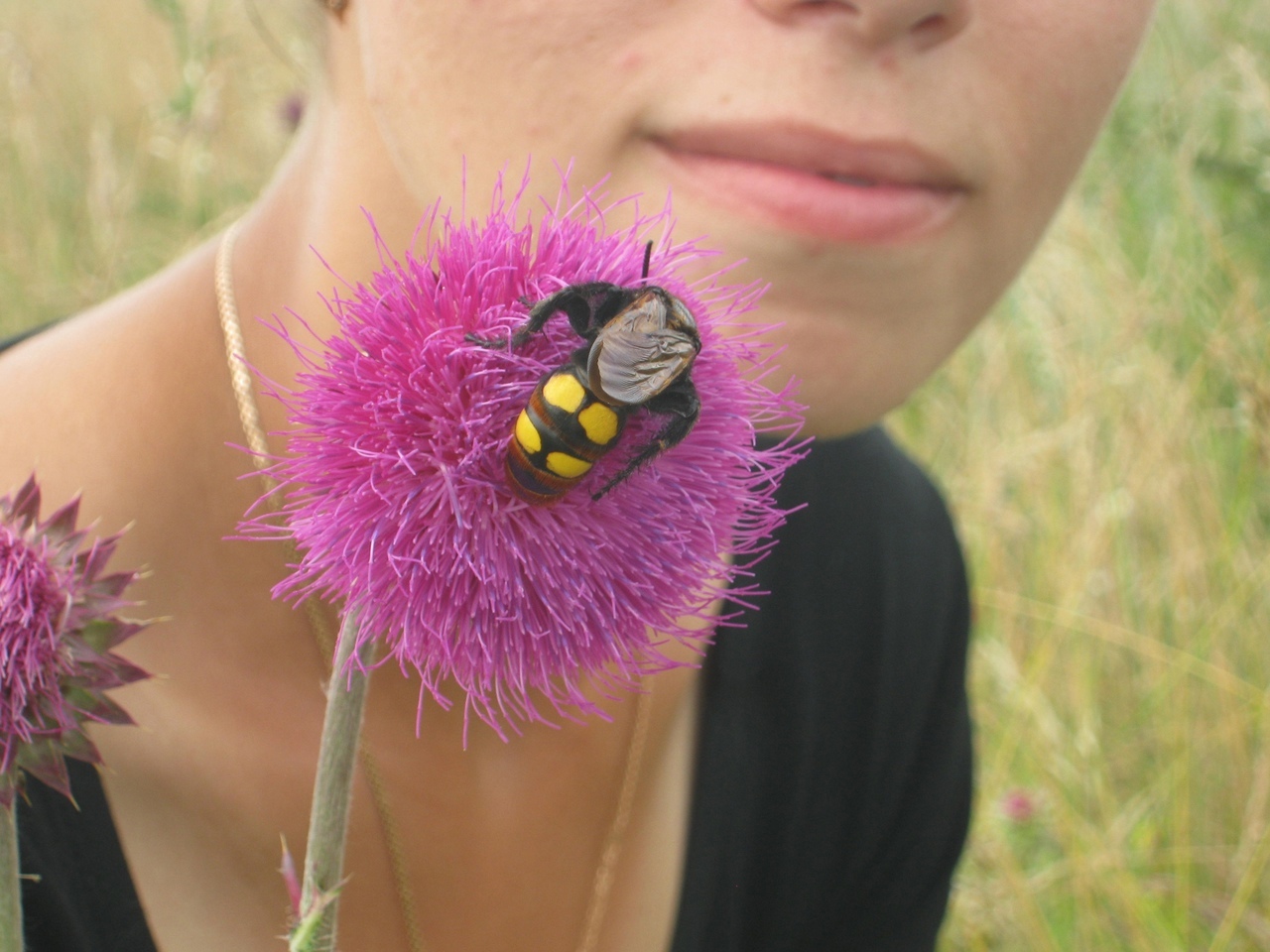 Пензенский энтомолог Олег Полумордвинов призвал не убивать гигантских ос