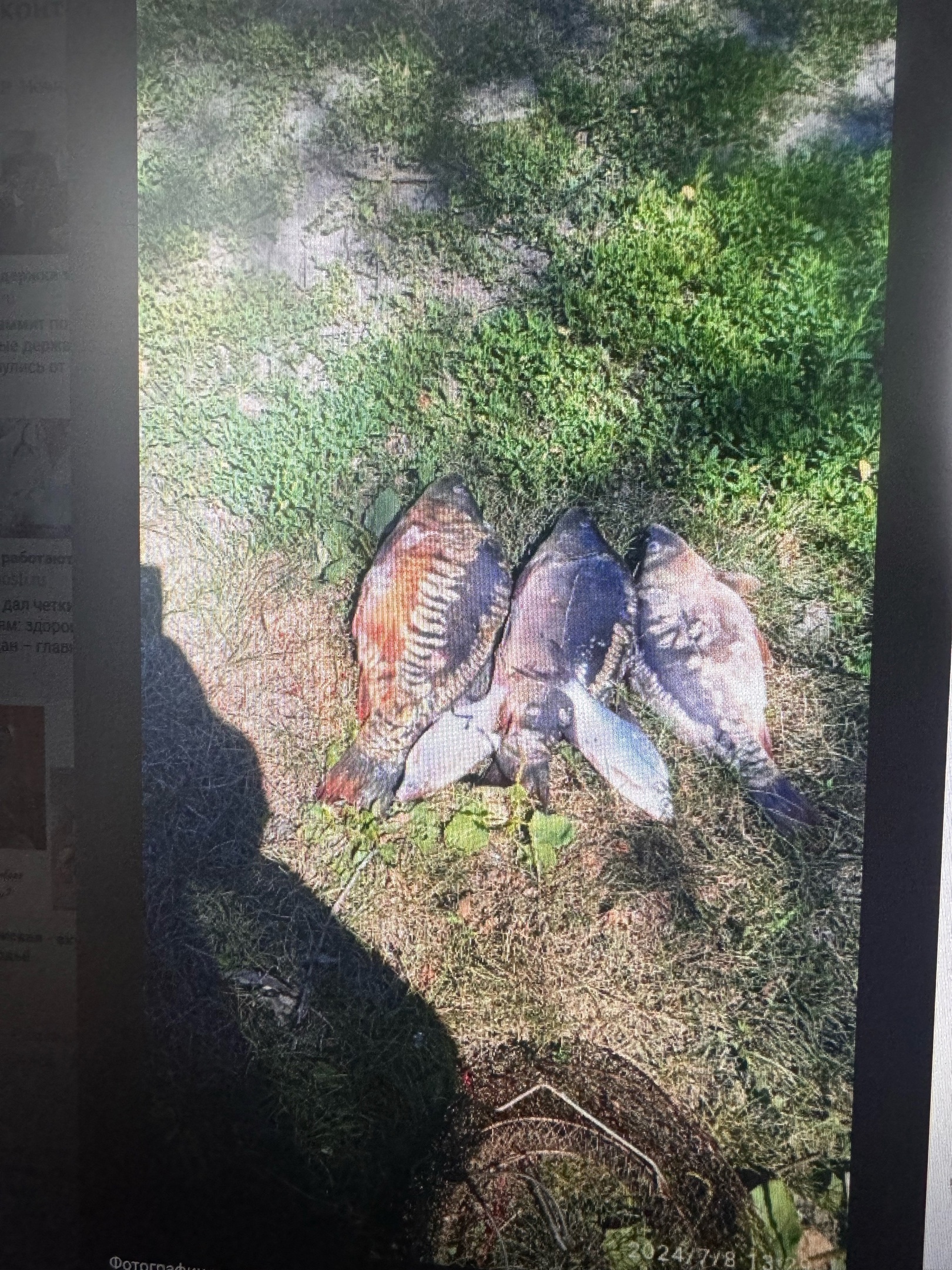 Пензенские рыбаки поделились секретом, как сохранить улов в жару