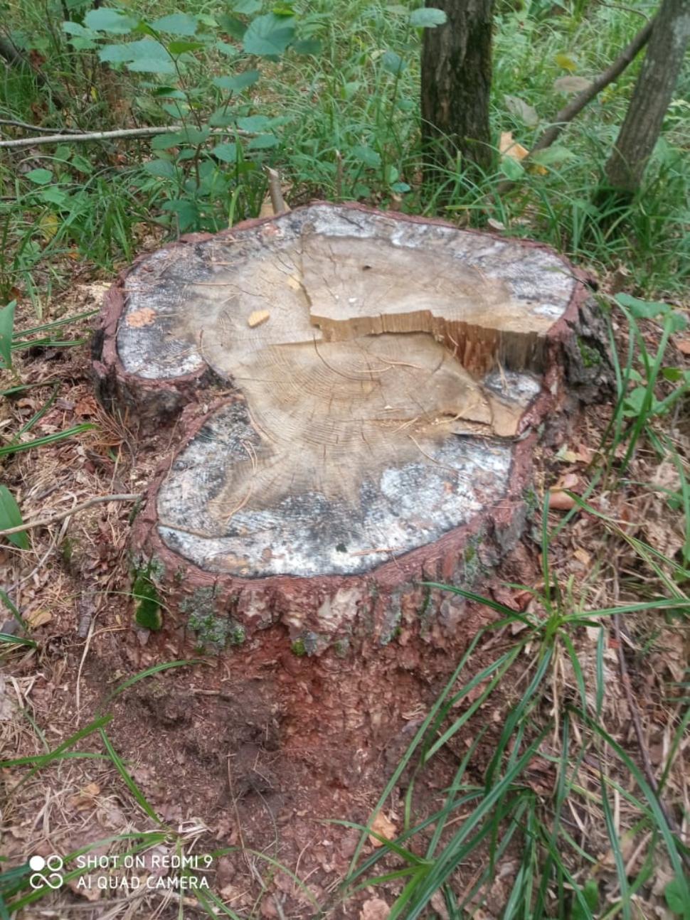 В Ахунах незаконно срубили сосны на сумму 1 миллион рублей