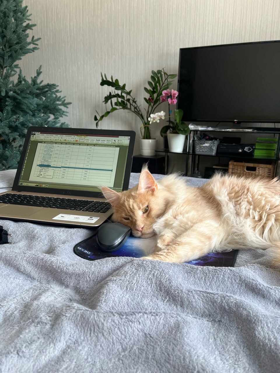 Мейн-кун из Пензы отправился на ПМЖ в Турцию