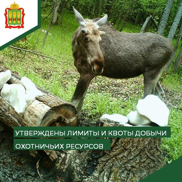 Пензенским охотникам разрешили убить двух оленей и 40 барсуков