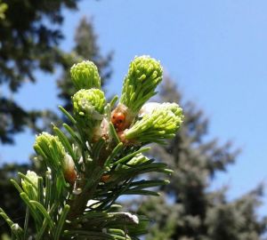 Пензенская область превзошла план по продаже леса в 87 раз