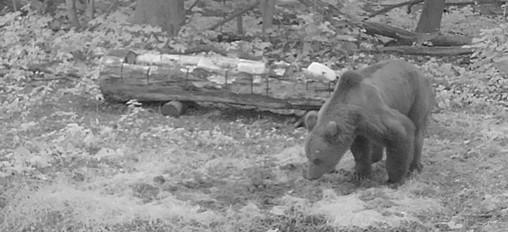 В Городищенском районе фотоловошка засняла медведя