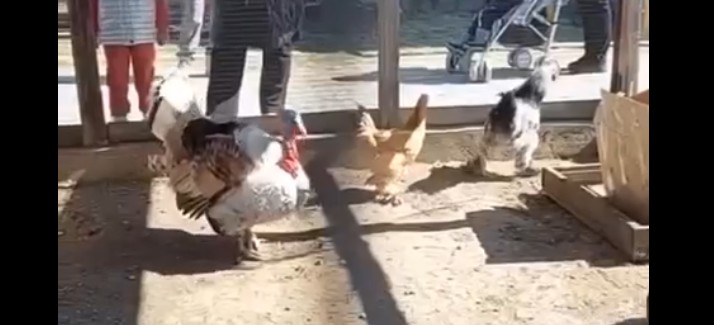 Пензенские животные отправились в зоопарк Мариуполя