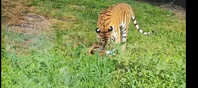Пензенская тигрица Злата отпраздновала день рождения
