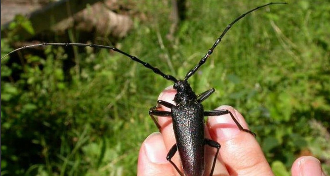 «Ловите жуков»: пензенцев просят помочь в поисках редких видов