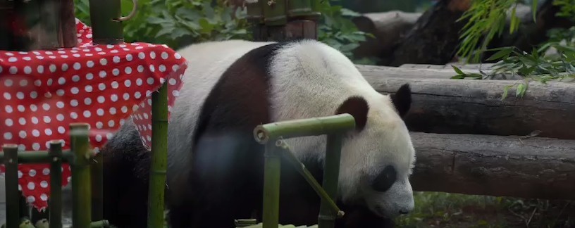 Панды из московского зоопарка празднуют свой день рождения