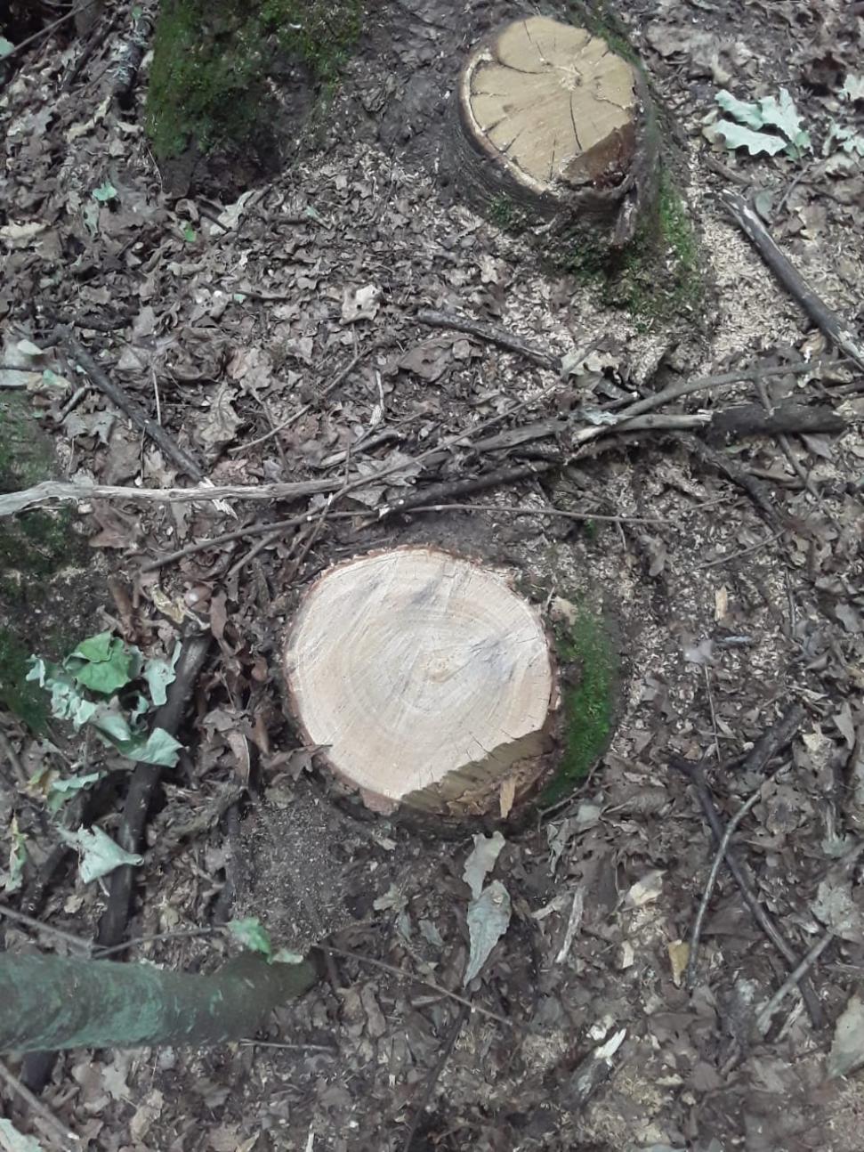 В Ахунах браконьеры вырубили дубы на 2,6 миллиона рублей