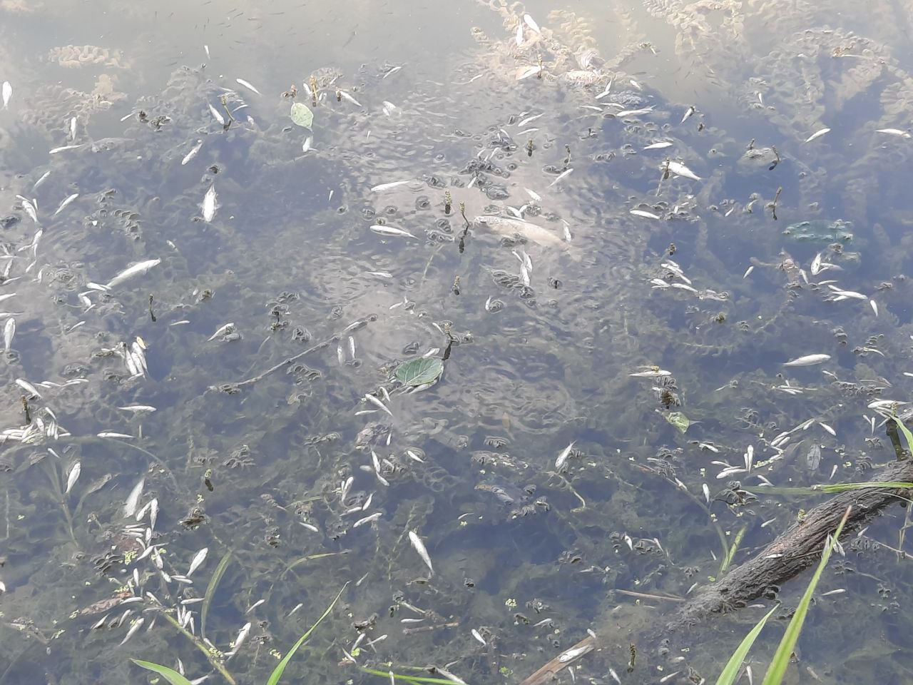 Специалисты предложили искать причину гибели рыбы в старице Суры выше по течению