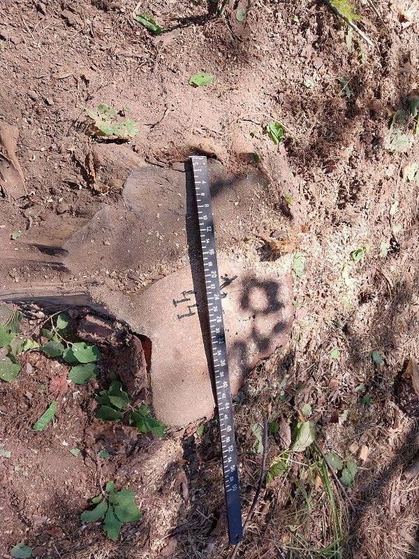 В Никольском лесничестве срубили вековые дубы и сосны