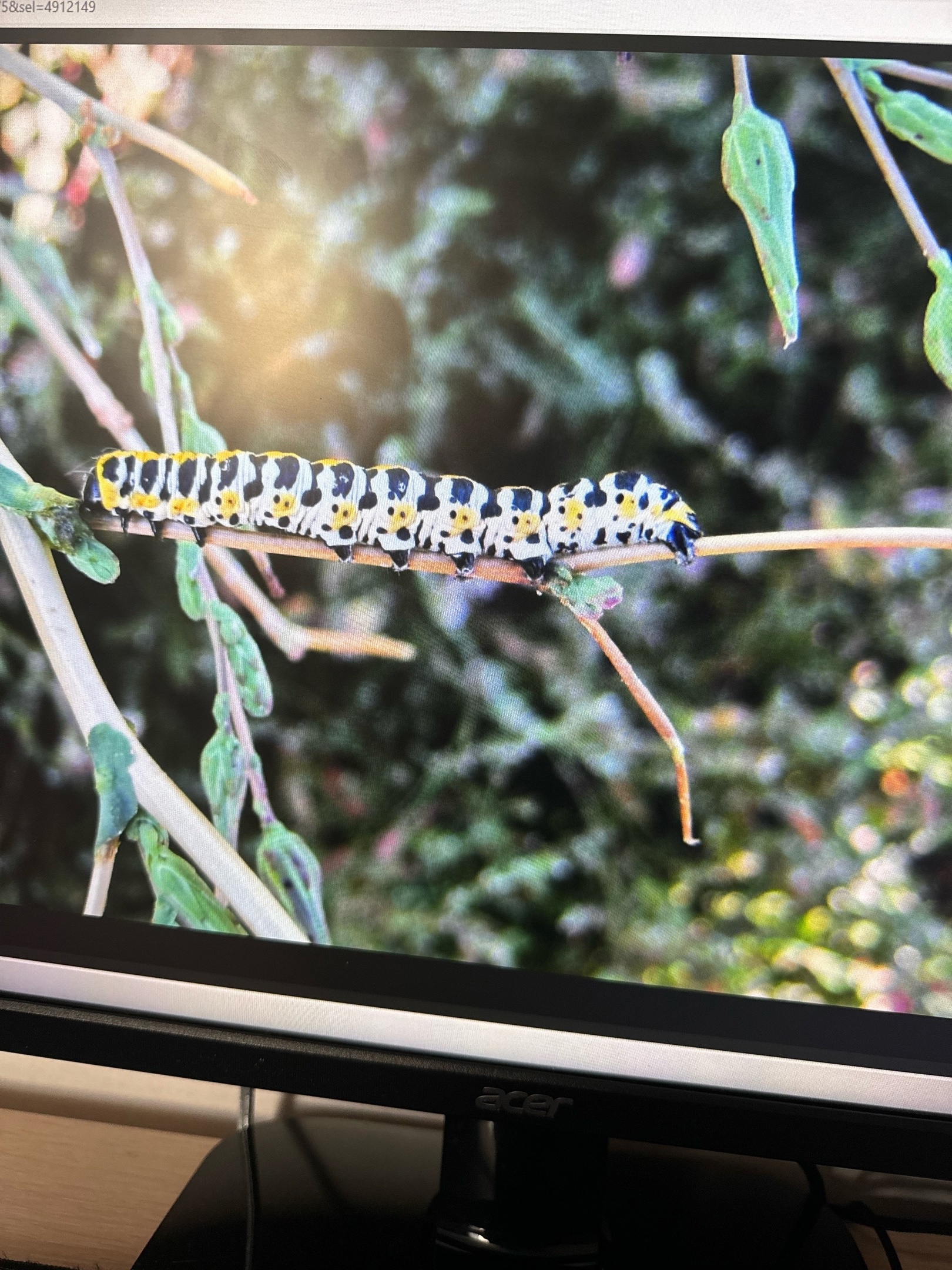 Загадочная гусеница ставит в тупик пензенских энтомологов