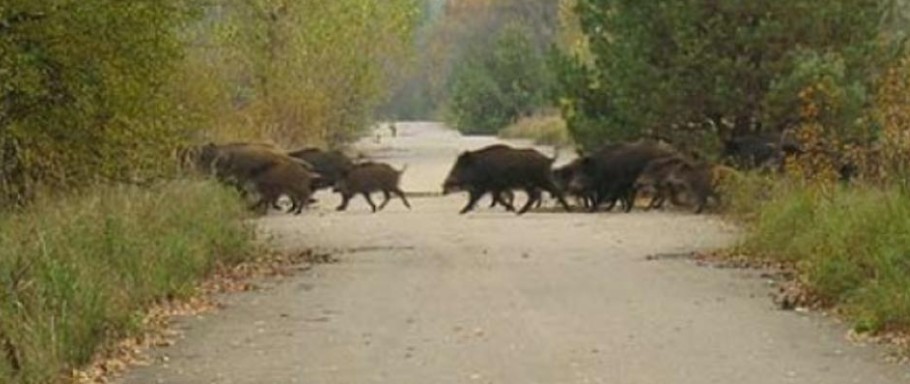 В Пензенской области водитель легковушки сбил пять кабанов
