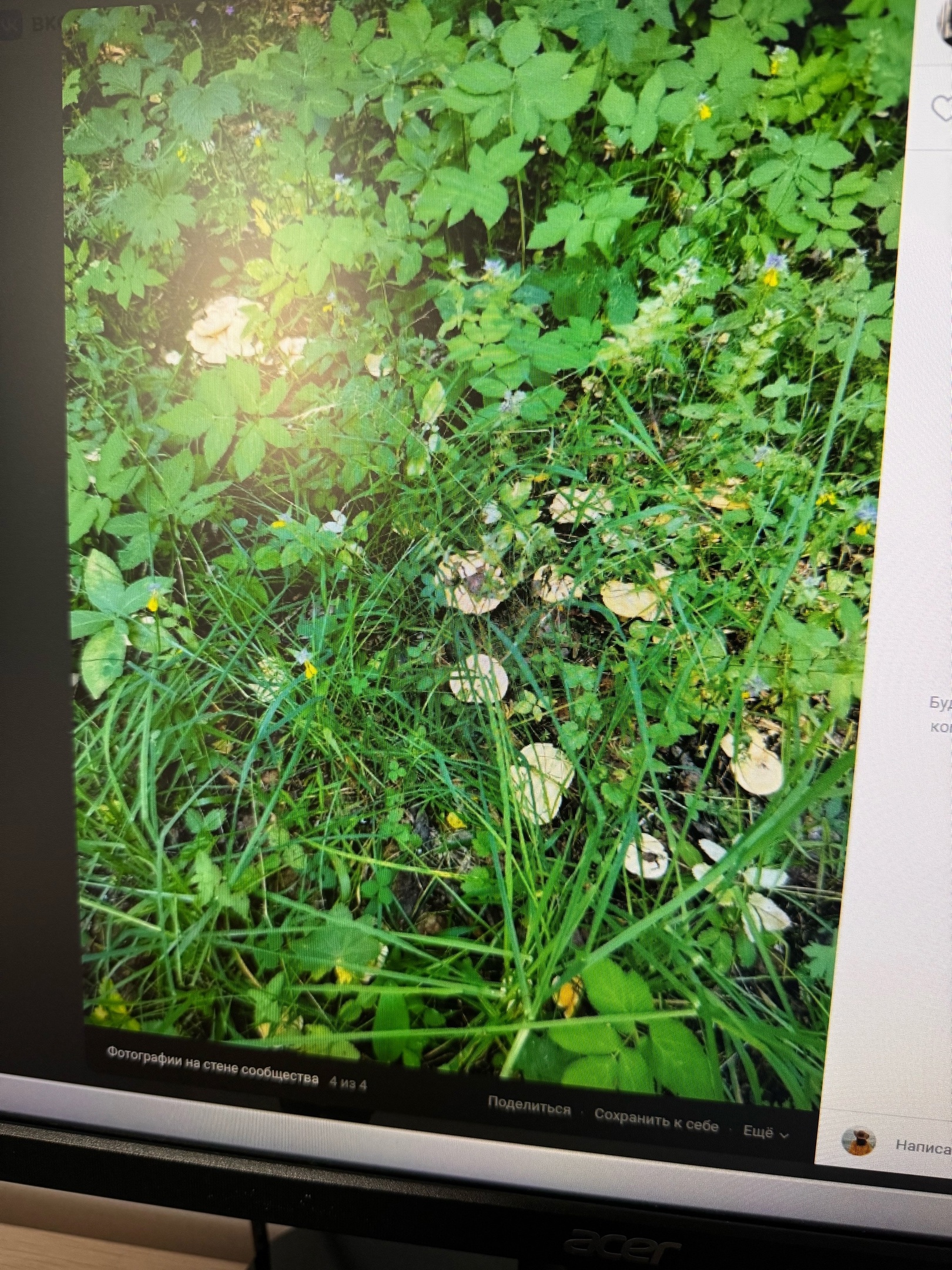 Пензенцы жалуются на отсутствие грибов из-за жары