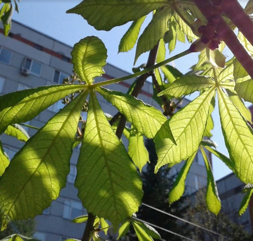 В пензенском МЧС предупредили о жаре +30 в пятницу