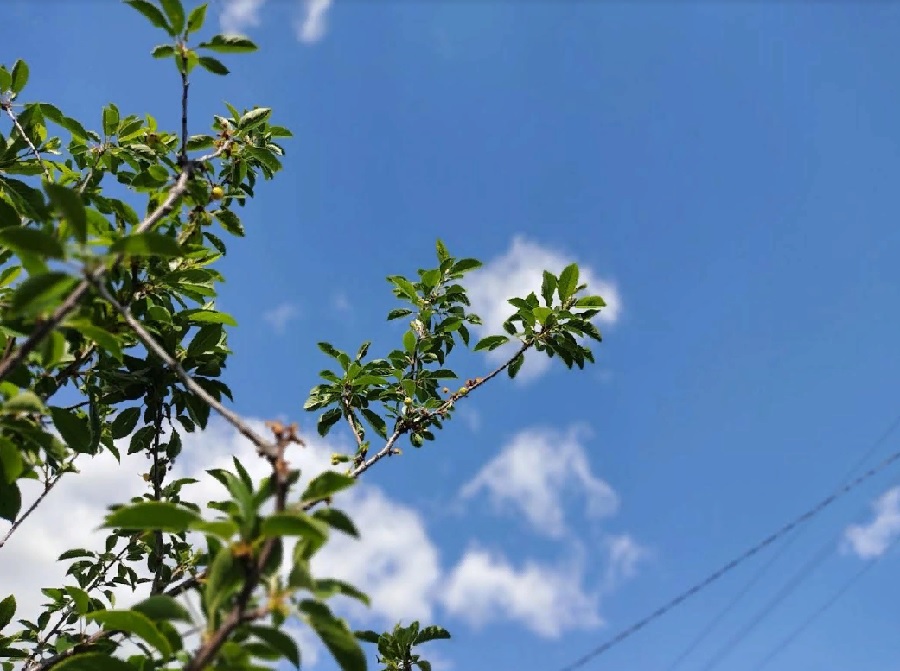 Климат в Пензе может стать краснодарским примерно через 60 лет