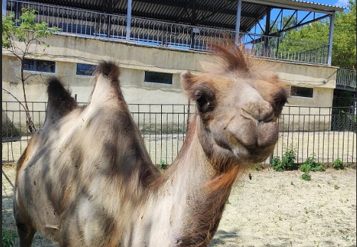 Пензенцев пригласили в зоопарк познакомиться с новым обитателем