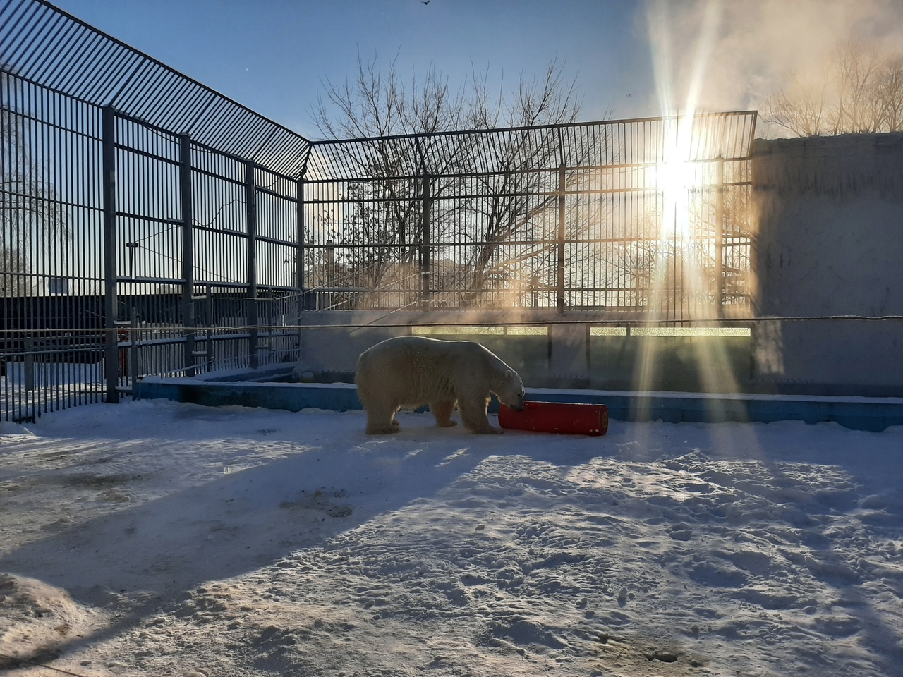 В пензенском зоопарке ожидают появления белой медведицы и тигра