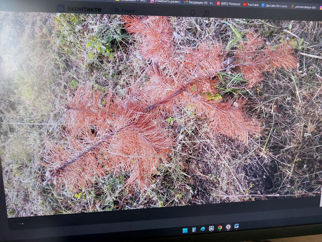 В Пачелме загубили сосны, высаженные кадетами казачьего корпуса