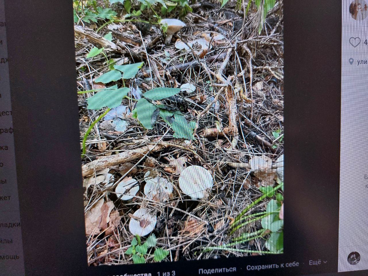 Пензенские грибники рассказали о ведьминых кругах в лесу