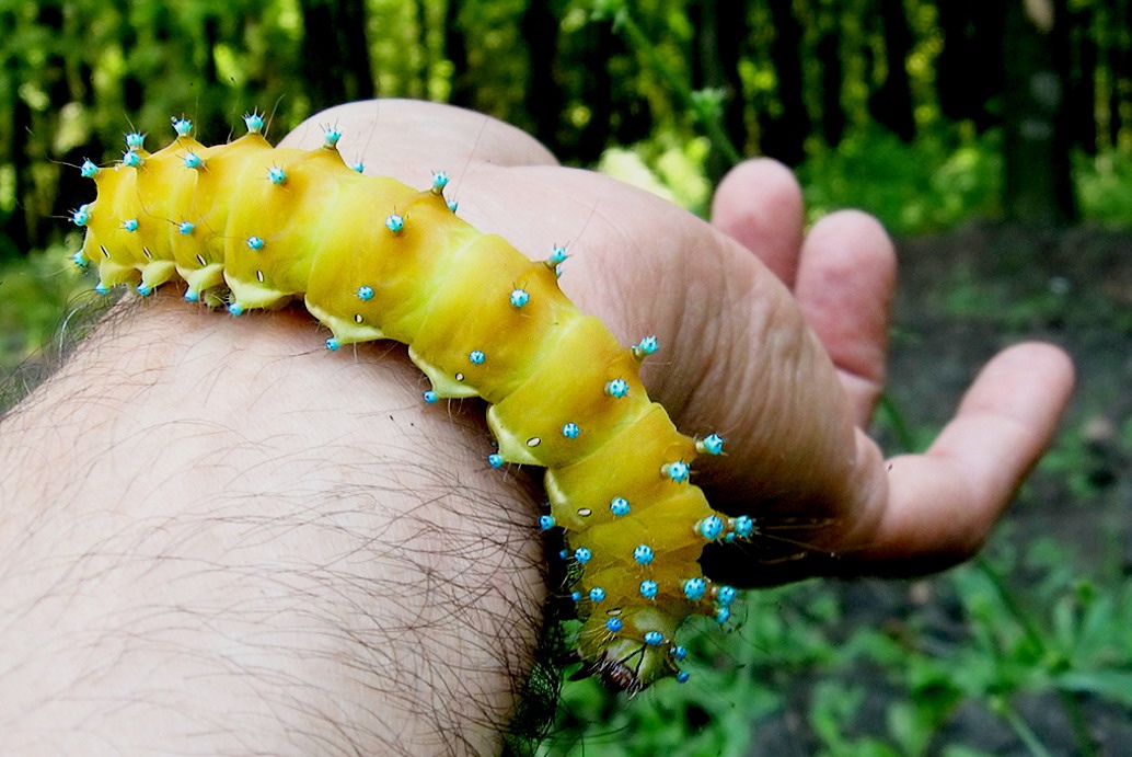 Пензенские энтомологи просят помощи в исследовании рациона гусениц