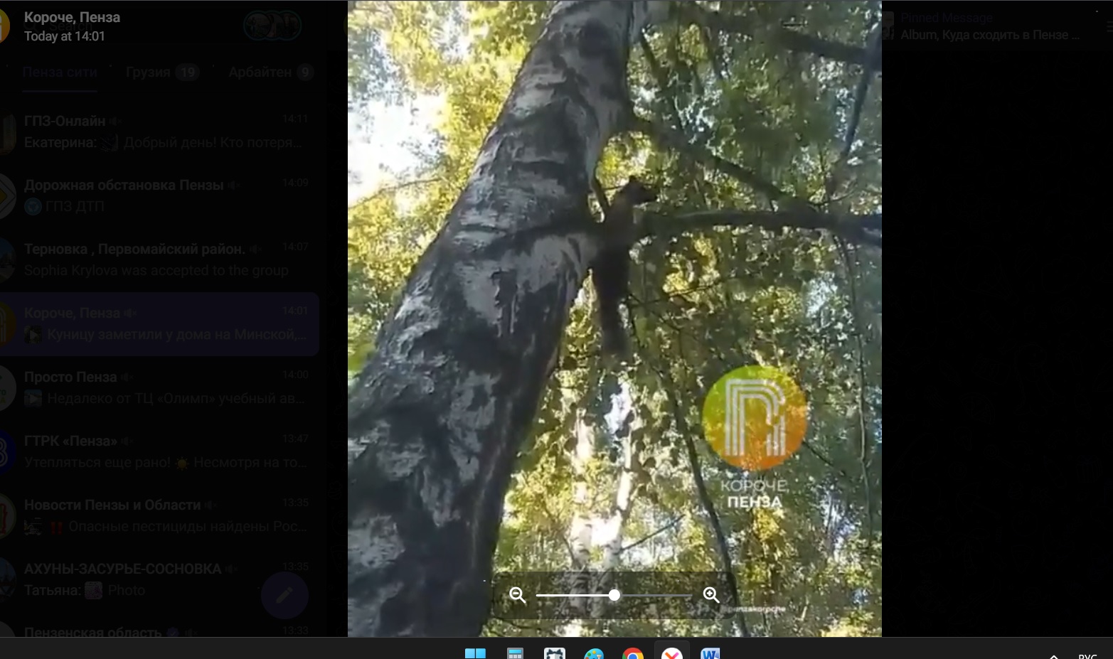 В Пензе на дереве заметили дикое животное с ценным мехом