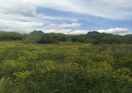 Пензенская компания оштрафована на 50 тысяч рублей за заброшенный участок