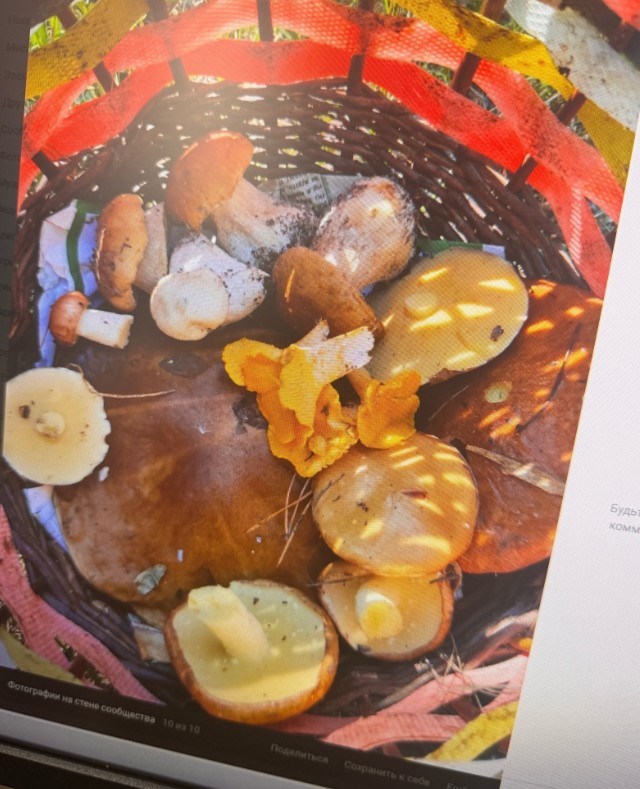 Пензенские грибники хвастаются полными корзинками