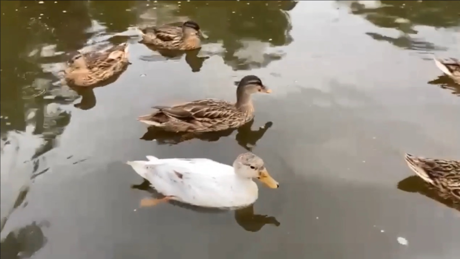 Пензенцам показали уникальную белую утку Агафью