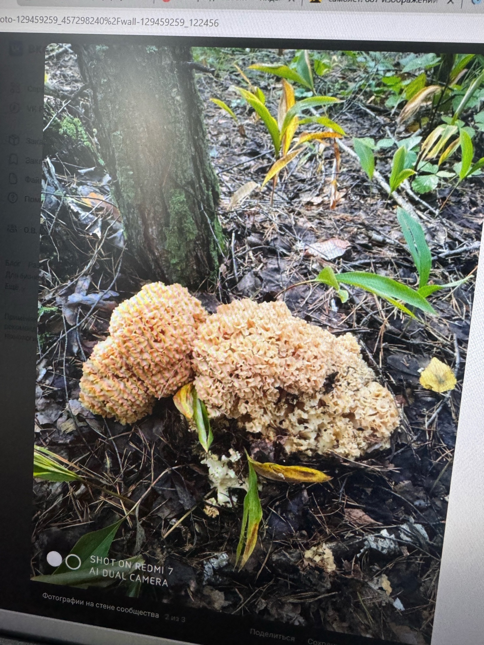 Пензенский лес порадовал грибника редким «грибом-бараном»