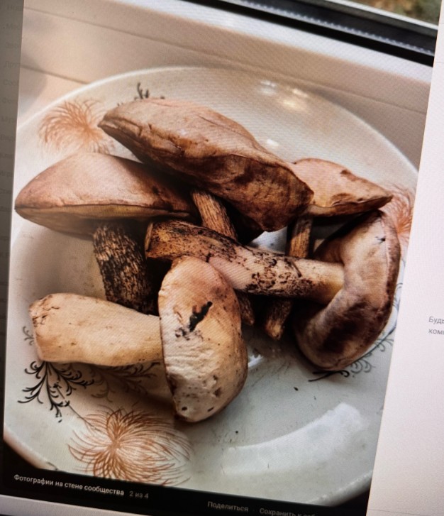 В лесах Пензенской области грибников ждут пустые корзинки и червивые маслят