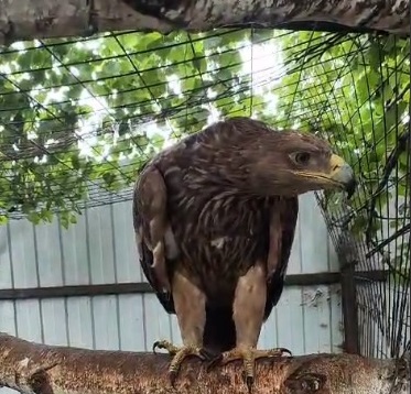 В Пензенском зоопарке появился спасенный краснокнижный орлан