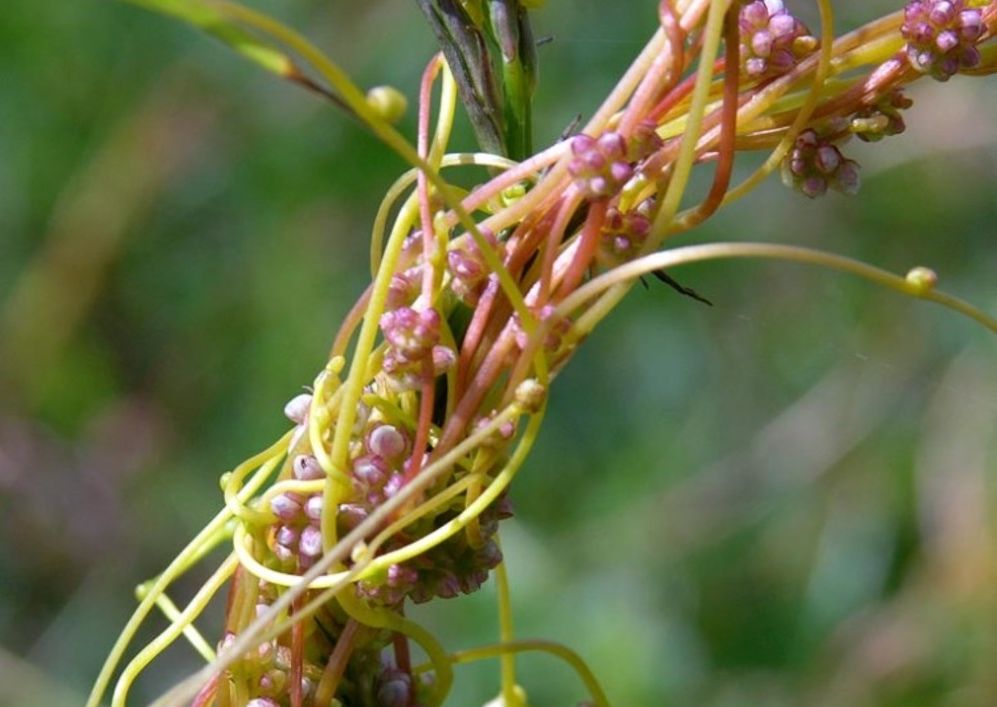 В Пензенской области введен карантин по повилике на площади более 25 тысяч гектаров
