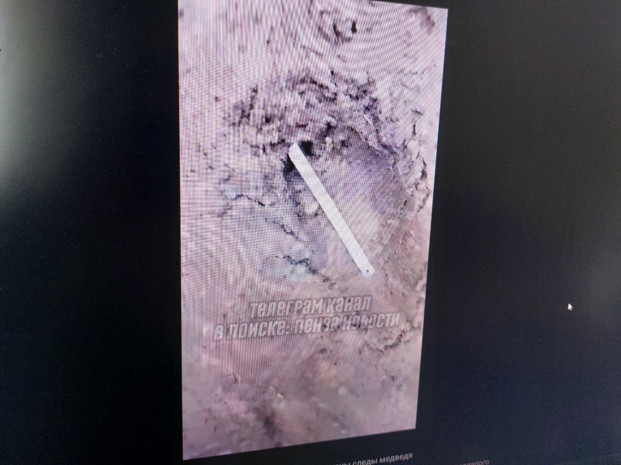 В Сосновоборском районе нашли следы крупного медведя