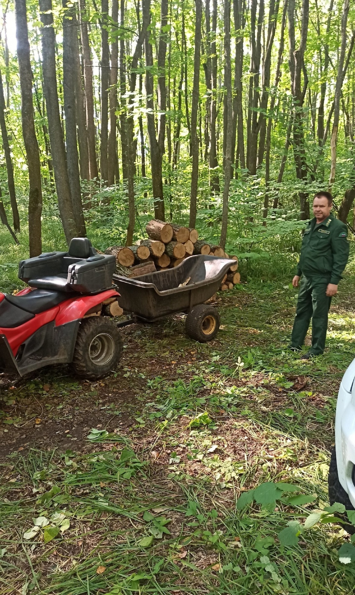 В Пензенской области ищут дровосека, уничтожившего деревья на 345 тысяч рублей
