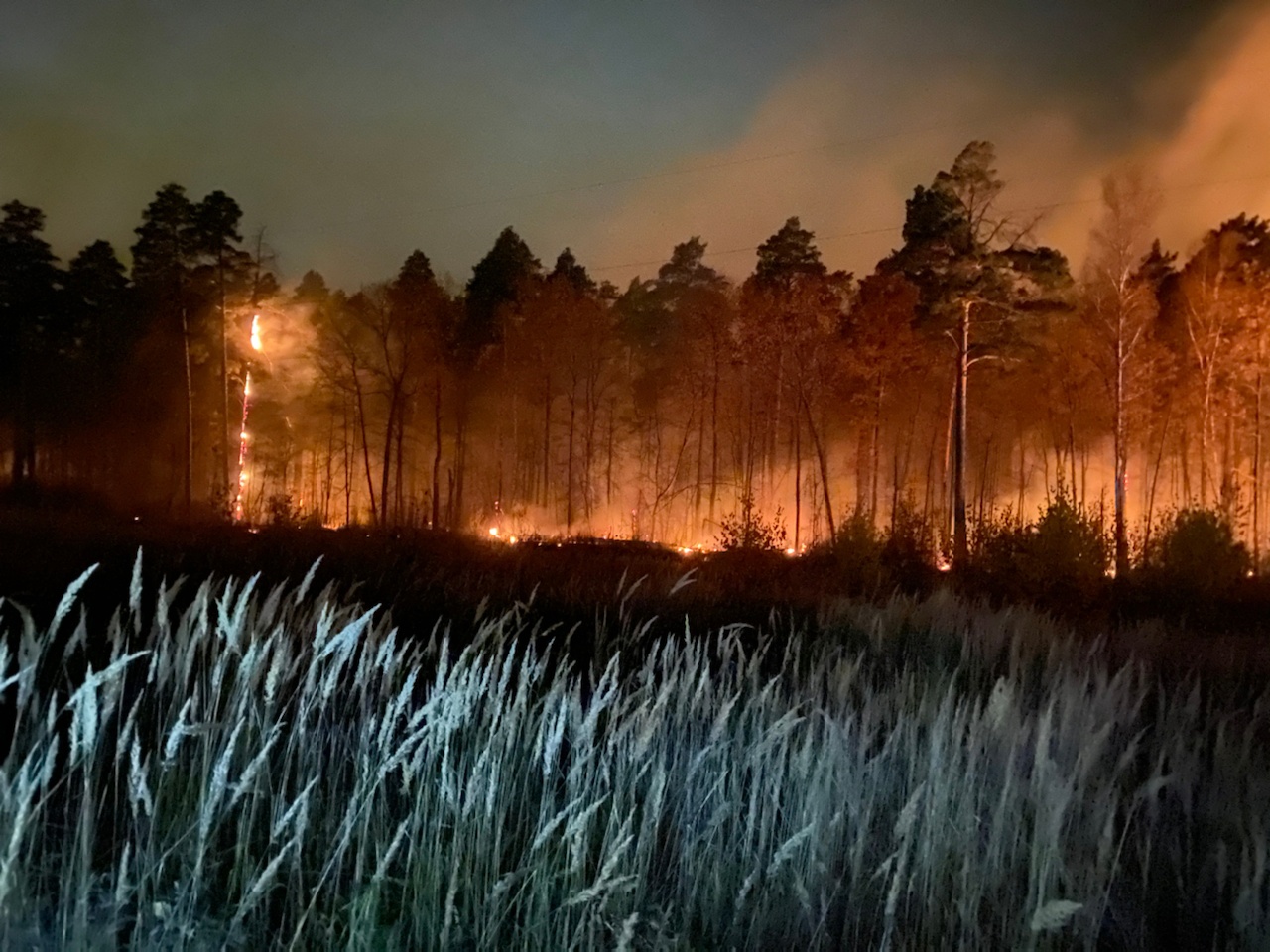 В Пензенской области ликвидирован лесной пожар площадью 0,2 га