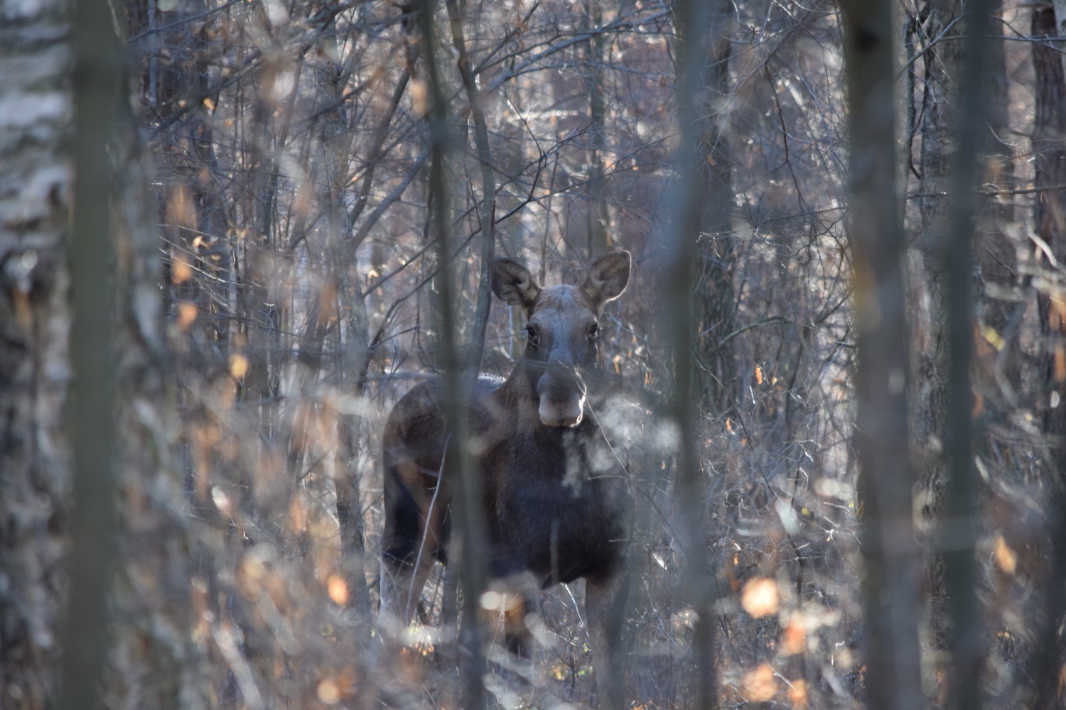 Три лося погибли в ДТП за неделю в Пензенской области