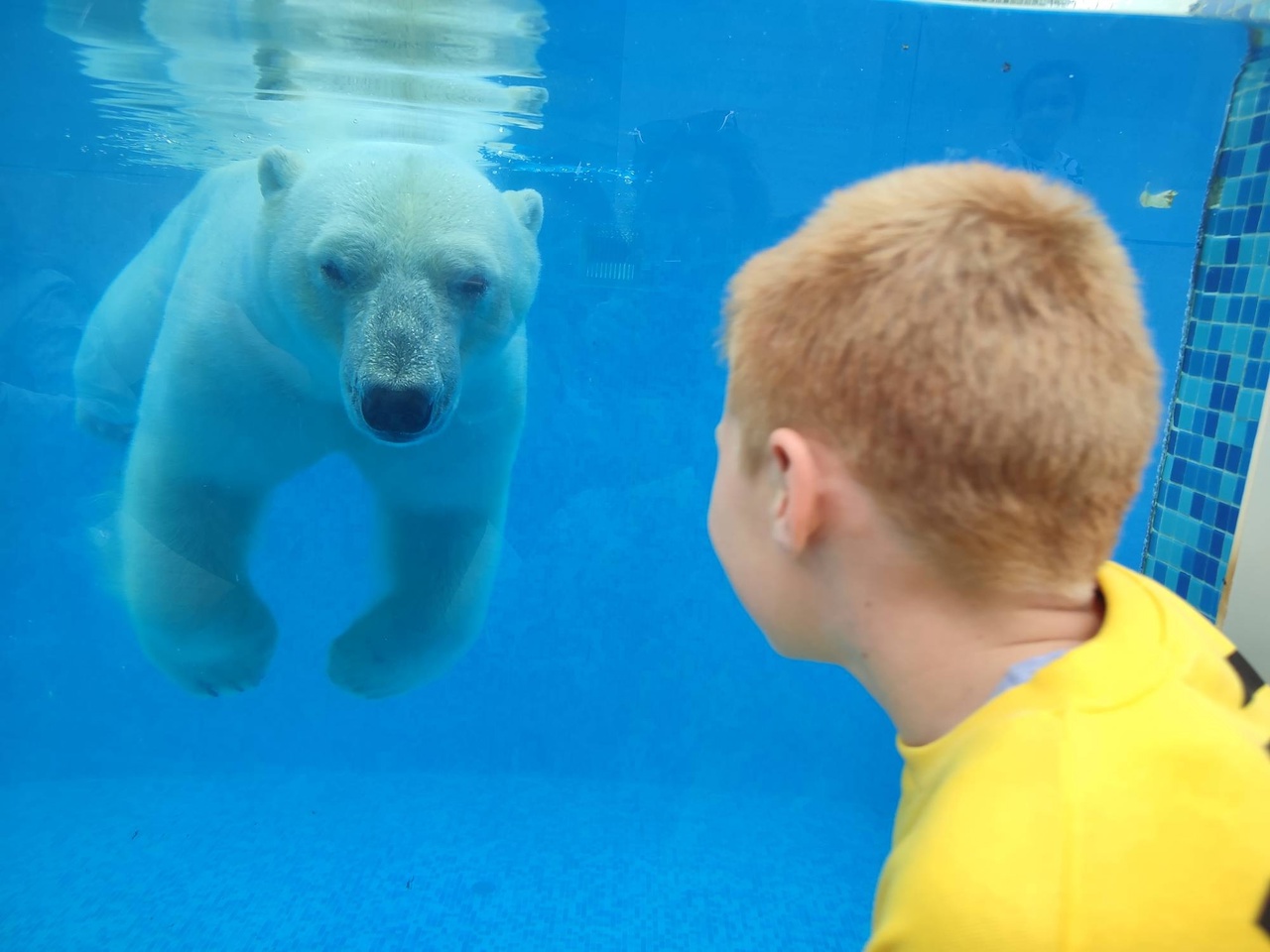 Пензенцы не смогут увидеть белого мишку в зоопарке города