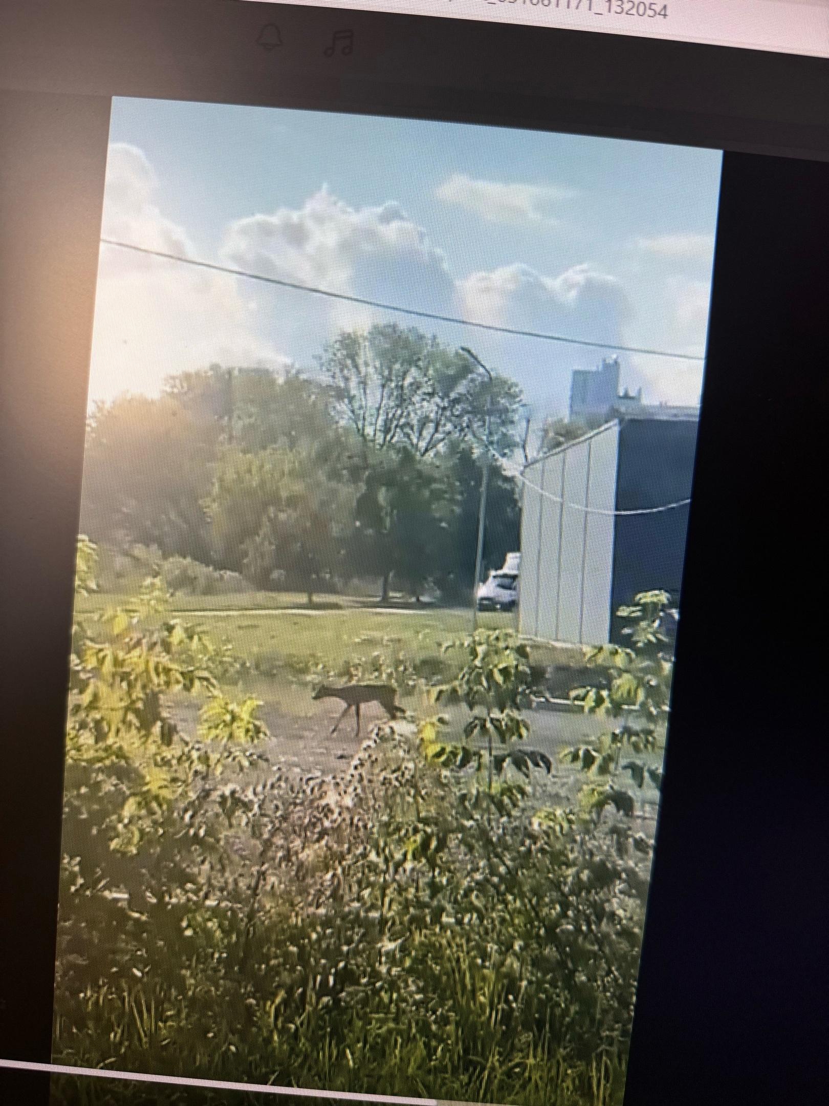 В Пензе косуля нуждается в помощи на трассе М5