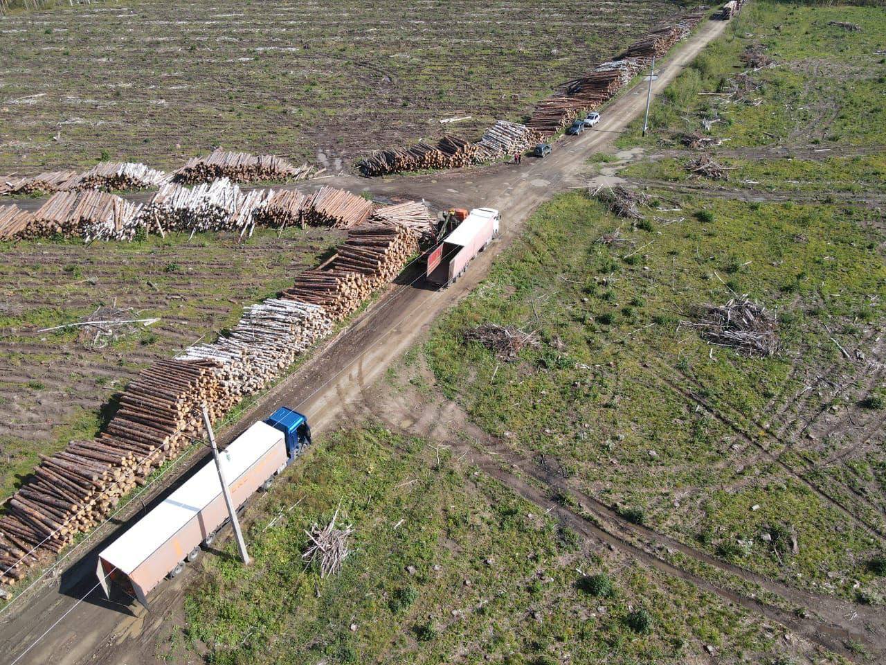 Из Пензенской области в Курскую хотят отправить более 20 грузовиков с лесом