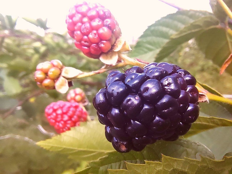 Малину, клубнику и ежевику доставляют в сеть Караван через пару часов после сбора