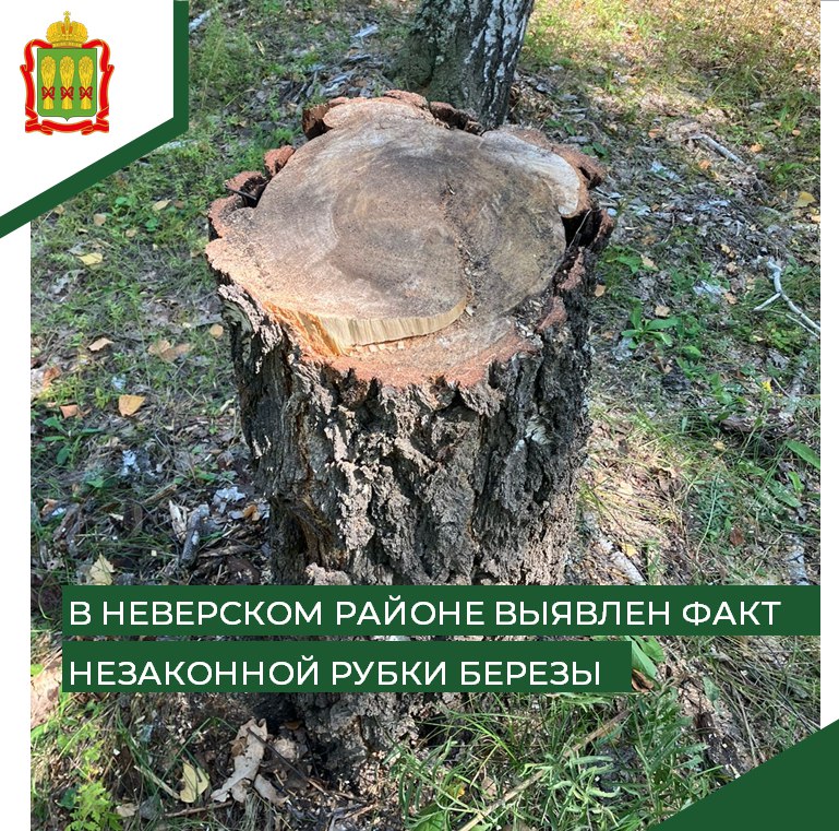 В Пензенской области разыскивают уничтожителя берез