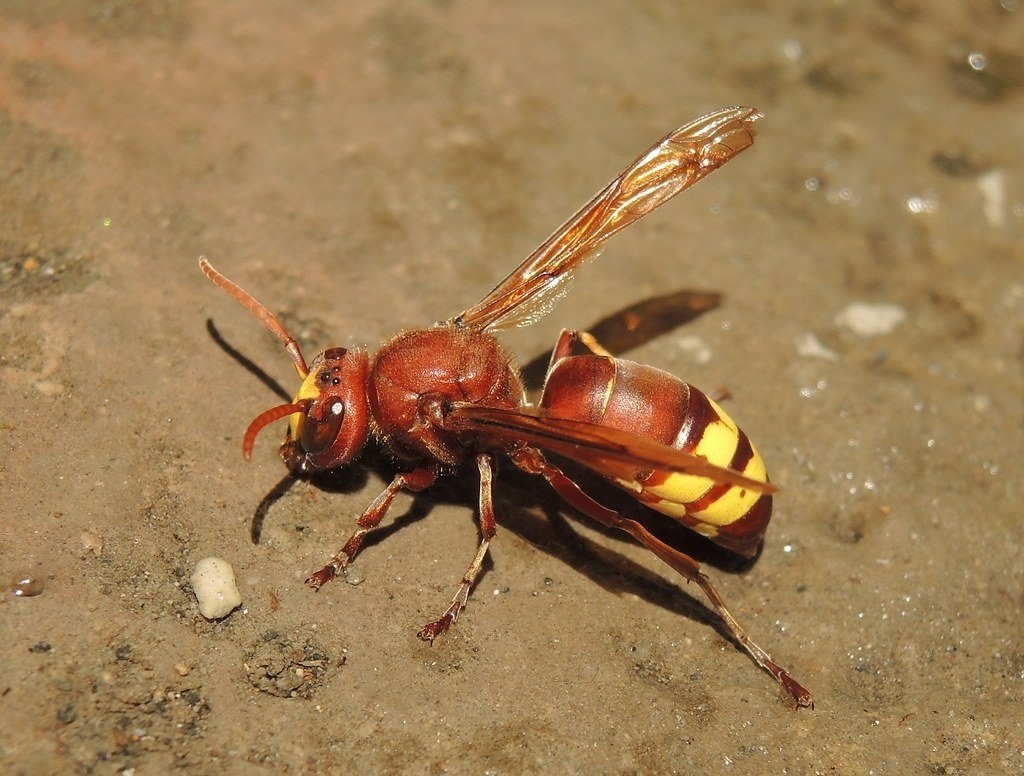 В Пензенской области может появиться опасный восточный шершень
