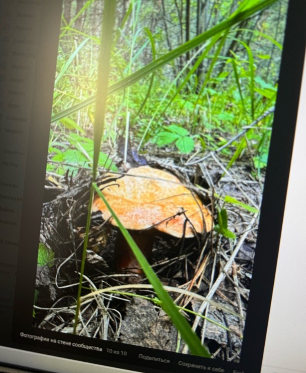 В пензенских лесах начали появляться рыжики