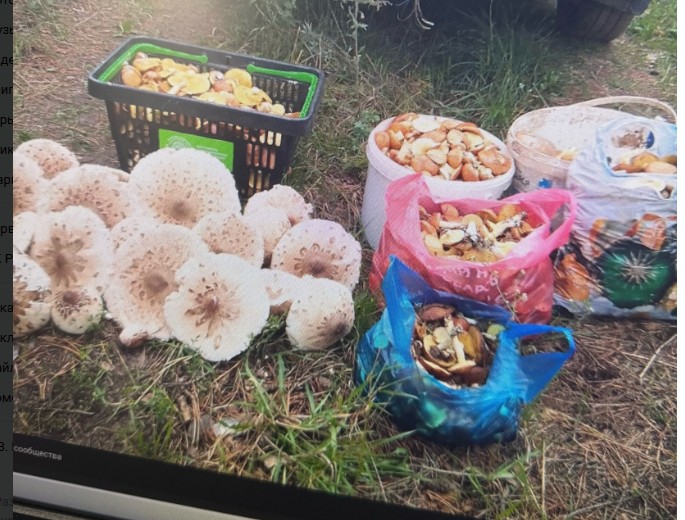 В Пензенской области после недели ливней выросли гигантские грибы-зонтики