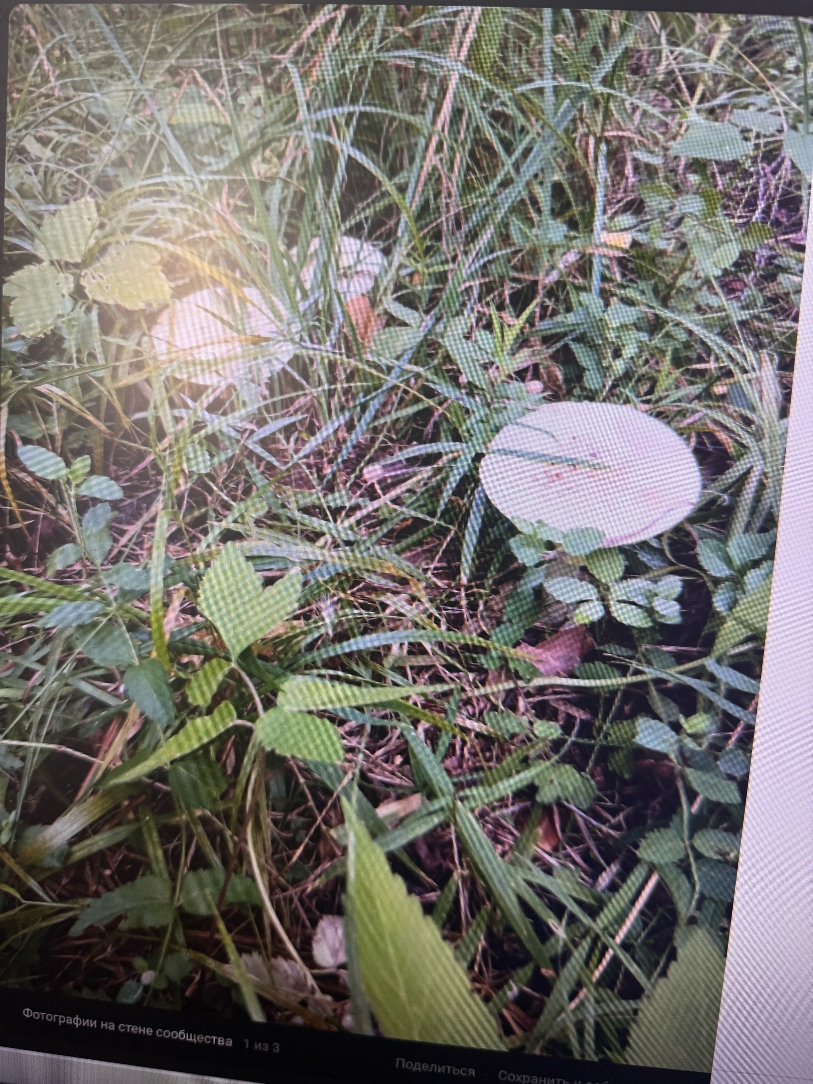 Пензенцы рискуют спутать деликатес с ядовитым грибом