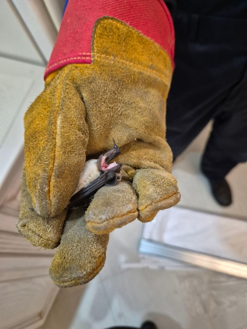 В Пензе на улице Антонова спасатели ловили летучую мышь