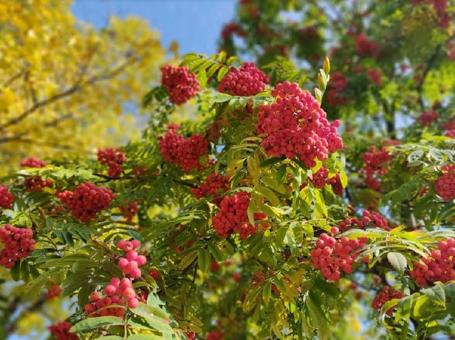 В Пензе тёплые деньки продлятся до середины сентября